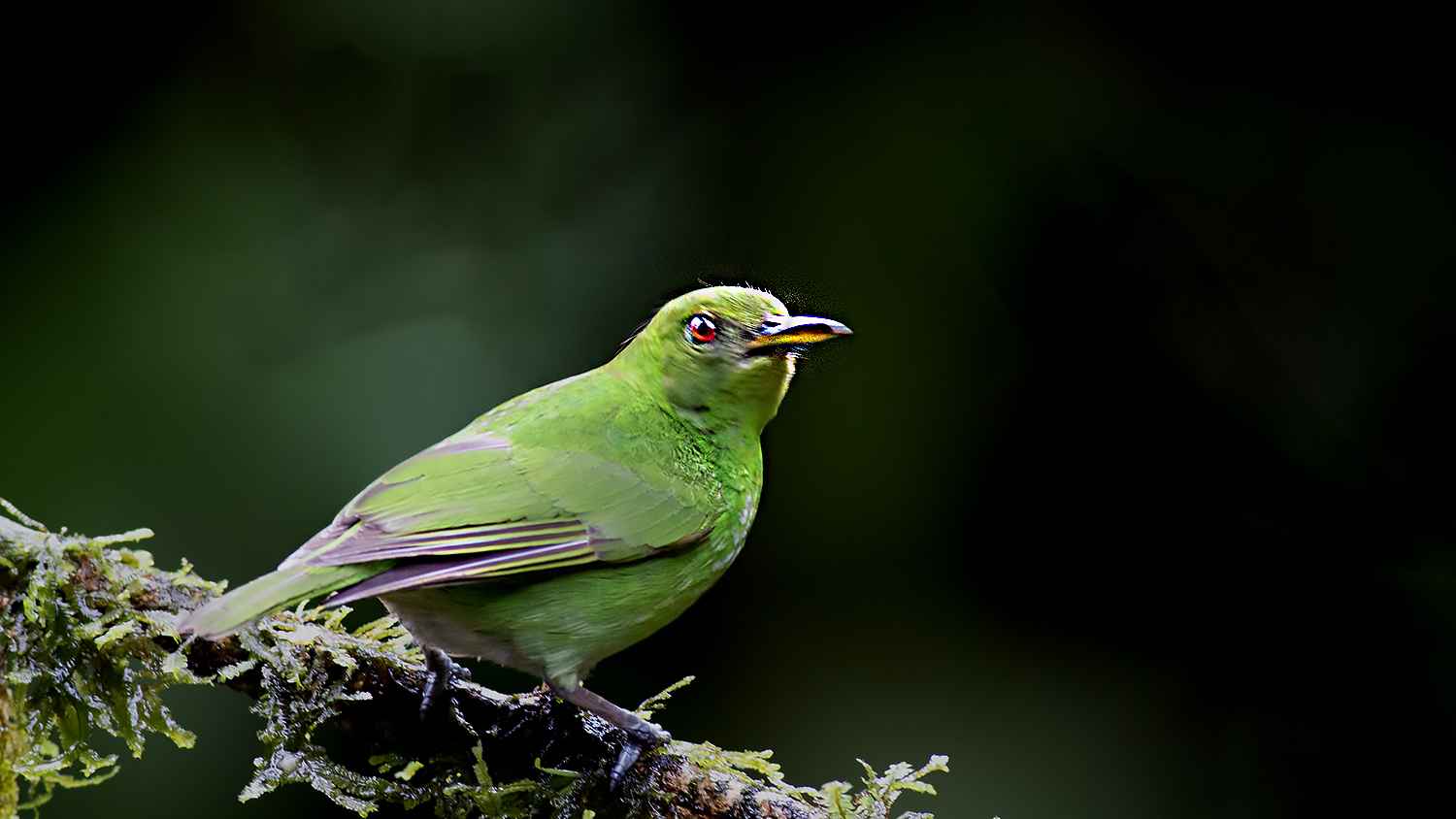 Green Honeycreeper